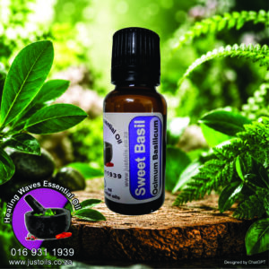 Sweet Basil Oil