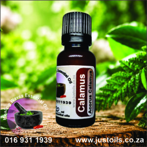 Calamus