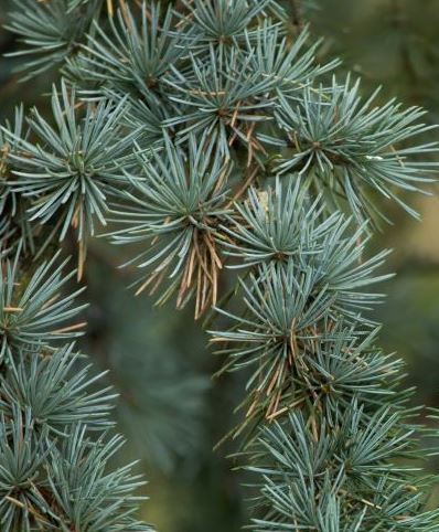 earth cedarwood sneaker