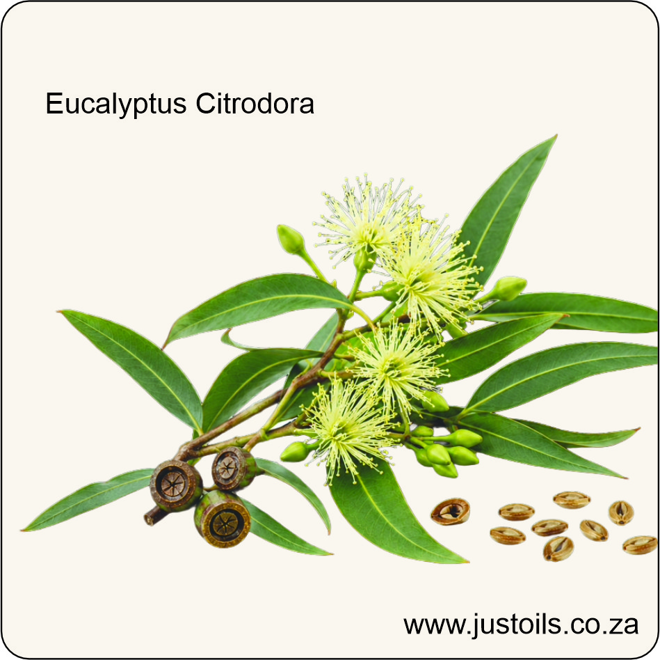 Eucalyptus Lemon (Citrodora) Organic