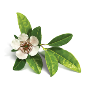 Copaiba Balsem