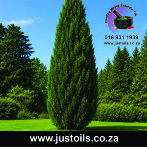 Cypress