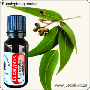 Eucalyptus Globulus (Blue Gum) Organic
