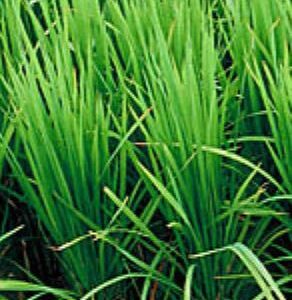Palmarosa Essential oil