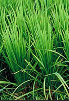 Palmarosa Essential oil
