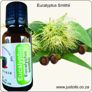 Eucalyptus Gully Gum (Smithii) Organic