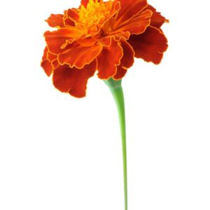 Tagetes