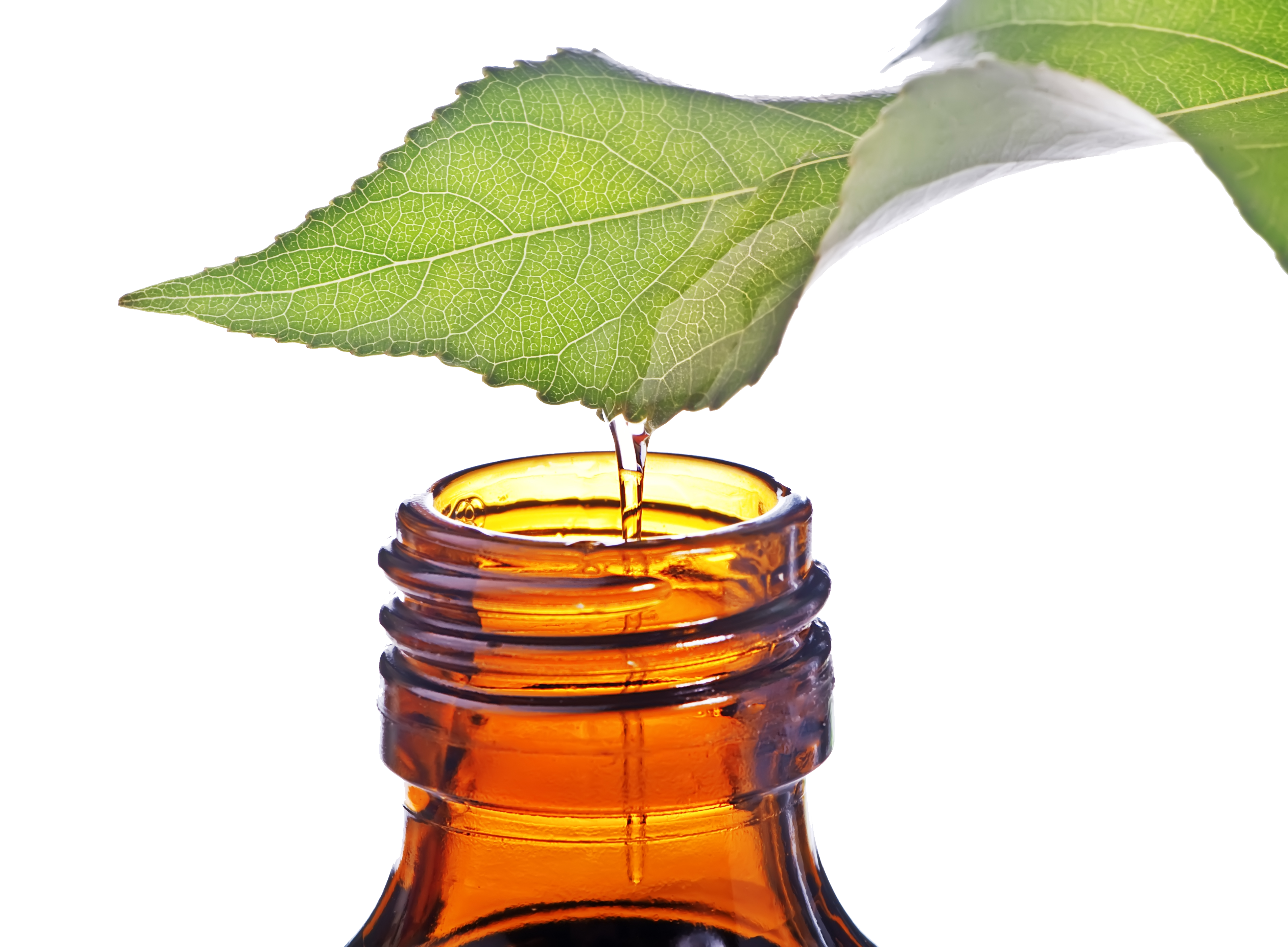 Tea Tree Common