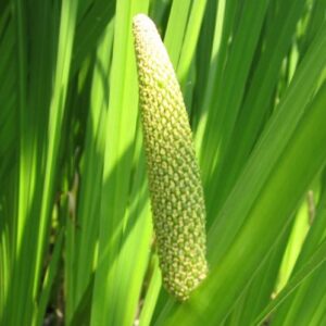 Calamus