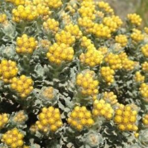 Helichrysum Cape Gold