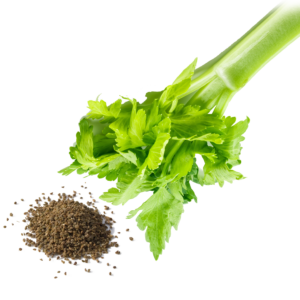 Celery Seed