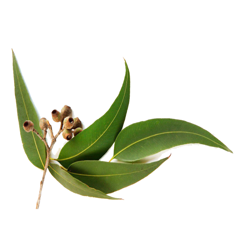 Eucalyptus Narrow Peppermint (Radiata) Organic