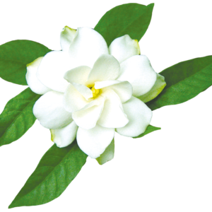 Jasmine Standardized Oil