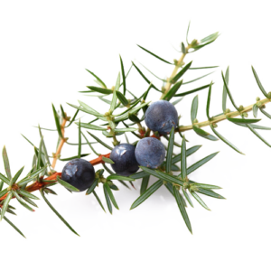 Juniper Berry