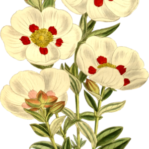 Labdanum Cistus Rockrose (Resinoid)
