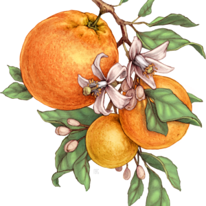 Orange Bitter
