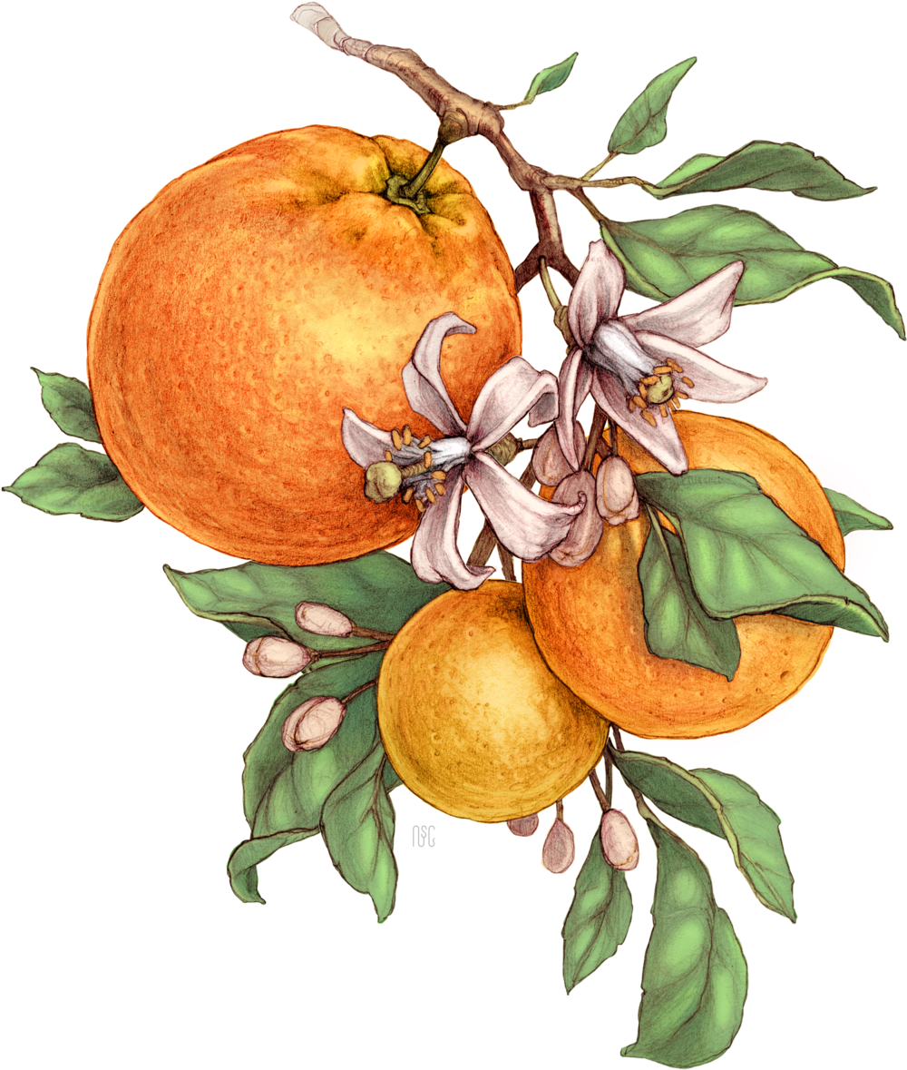 Orange Bitter