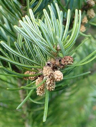 FIR Needle