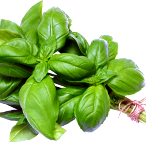 Sweet Basil Oil