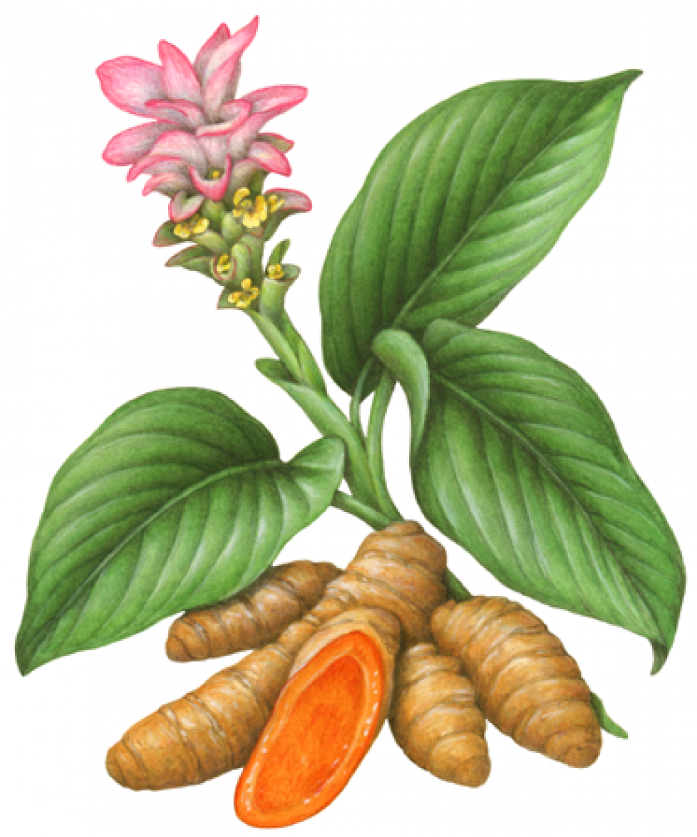 Turmeric Root