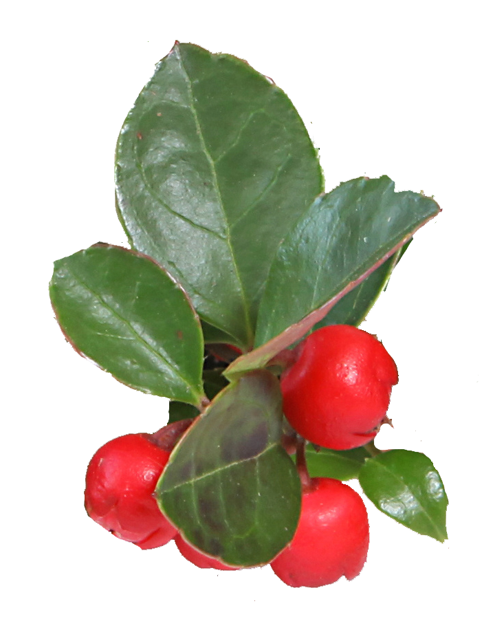 Wintergreen oil