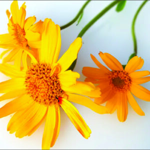 Arnica Essential Oil