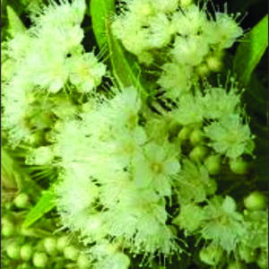 Organic Lemon Myrtle Oil - Backhousia citriodora